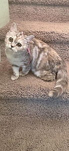 SWEET FEMALE KITTEN AVAILABLE FOR ADOPTION! 