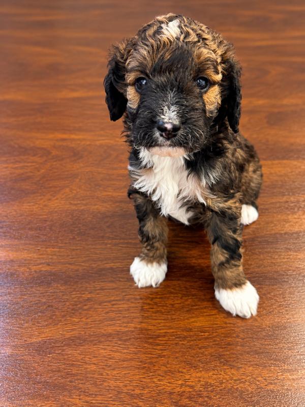 F1BB AUSSIEDOODLE PUPPIES