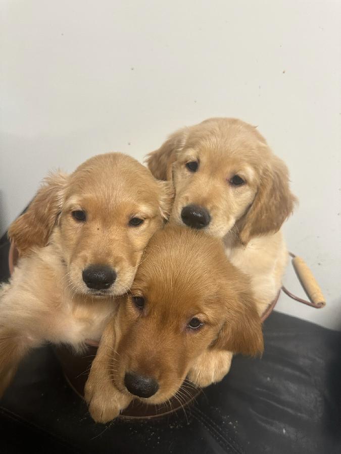 GENERATIONS OF QUALITY BREEDING AKC GOLDEN RETRIEVERS