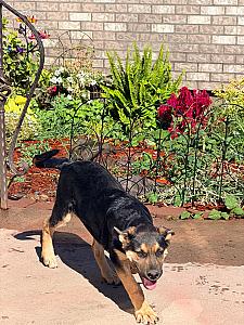 GERMAN SHEPHERD, AUSTRALIAN SHEPHERD MIX