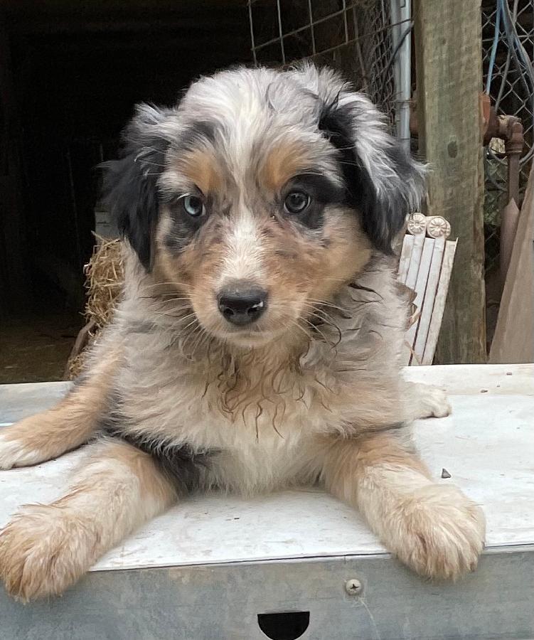 AUSTRALIAN SHEPHERD PUPPIES ALSO HAVE BORDER COLLIE/