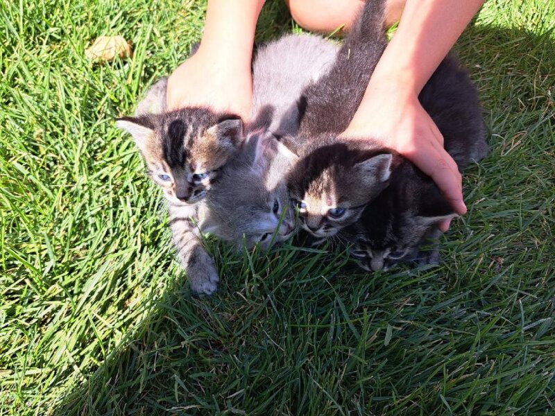 FARM KITTENS LOOKING FOR THEIR FOREVER HOMES