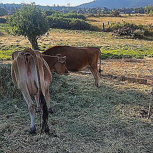 TWO JERSEY COWS 