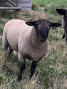 HAMPSHIRE/ TEXEL RAM LAMB 