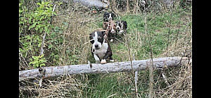 OLDE BOSTON BULLDOG PUPPIES