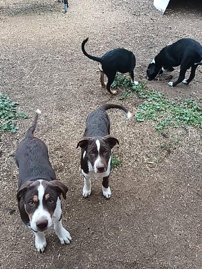 REDUCED PRICE! BORDER COLLIE /CATAHOULA PUPPIES