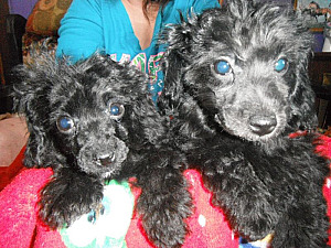 TWO ADORABLE TERRI POO PUPPIES