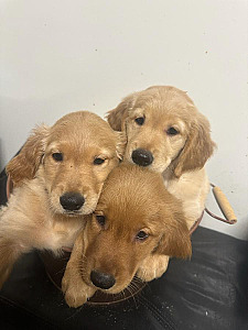 GENERATIONS OF QUALITY BREEDING AKC GOLDEN RETRIEVERS