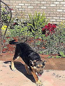 GERMAN SHEPHERD, AUSTRALIAN SHEPHERD MIX