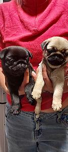 AKC PUG PUPPIES 