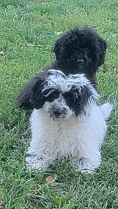 MALTIPOO PUPPIES