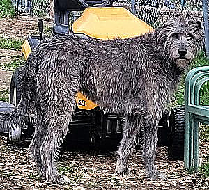 GORGEOUS RARE IRISH WOLFHOUND PUPPIES