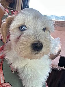 BEAUTIFUL MINI-TOY SCHNAUZER 