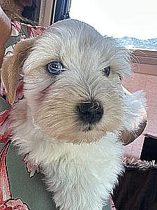 BEAUTIFUL MINI-TOY SCHNAUZER 