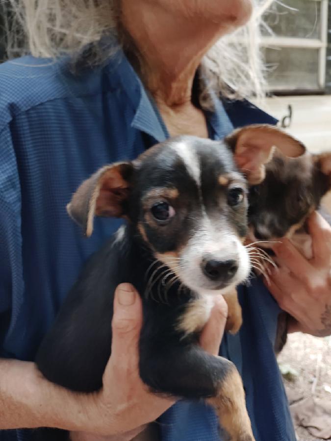 SCOTTIE/ YORKIE TERRIER MIX PUPPIES