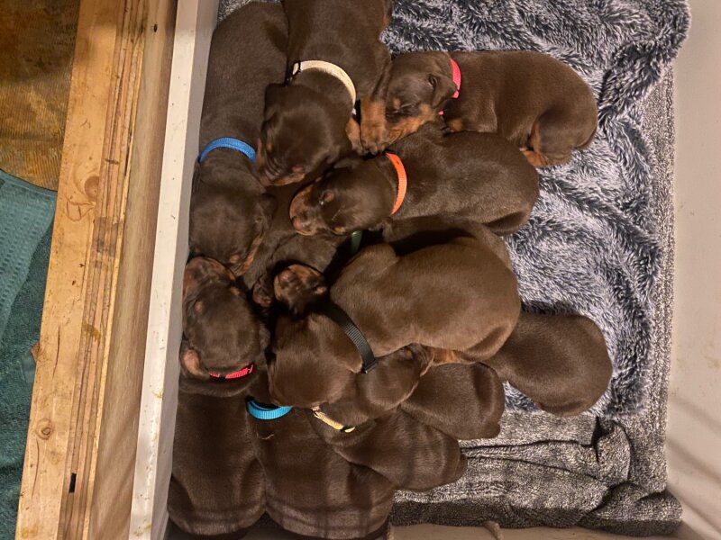 AKC DOBERMAN PUPPIES 