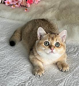SHORTHAIR BRITISH KITTENS