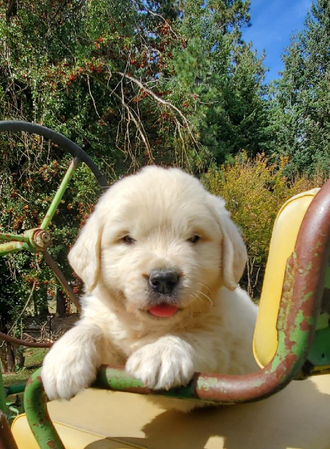 AKC ENGLISH CREAM GOLDEN RETRIEVER PUPPIES