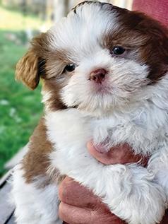 ADORABLE SHIH TZU PUPPIES