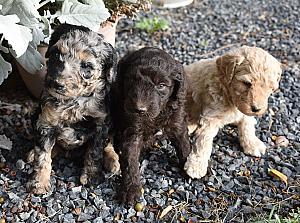 CKC REG. SMALL STANDARD POODLES 
