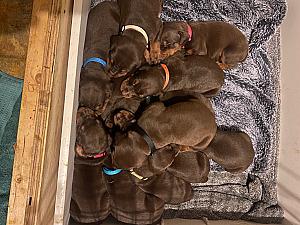 AKC DOBERMAN PUPPIES 