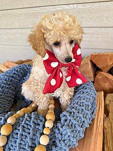 AKC MALE MINIATURE POODLE PUPPIES