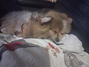 PURE BRED POMERANIAN PUPPIES