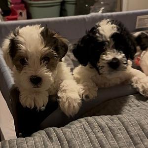 BICHON YORKIE PUPPIES 
