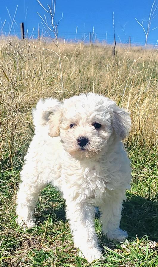 MINIATURE SCHNOODLE PUPPIES READY 