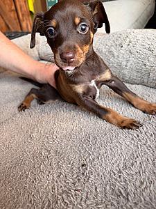 DACHSHUND MIX PUPPIES 