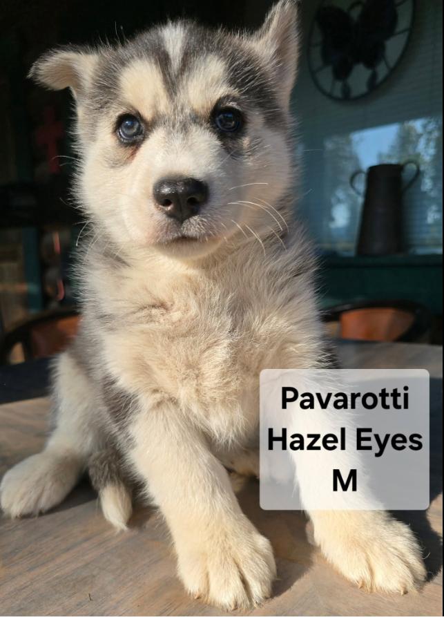 PUREBRED HUSKY PUPPIES