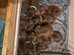 AKC DOBERMAN PUPPIES 