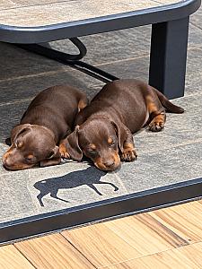 PUREBRED MINI DACHSHUND PUPPIES