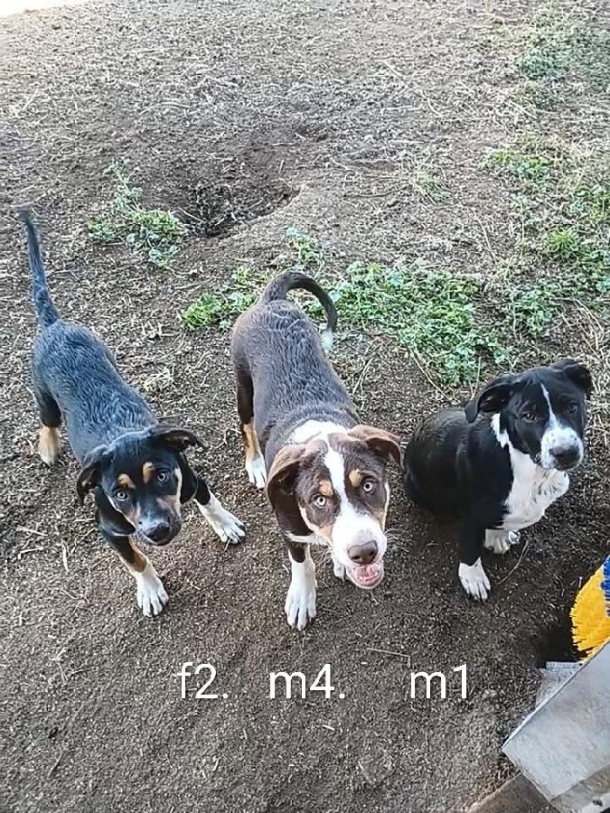 BORDER COLLIE CATAHOULA PUPPIES