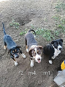BORDER COLLIE CATAHOULA PUPPIES