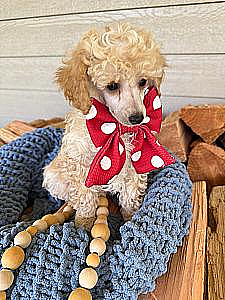 AKC MALE MINIATURE POODLE PUPPIES