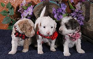 MINIATURE AUSSIE DOODLE PUPPIES 