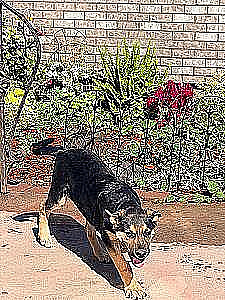 GERMAN SHEPHERD, AUSTRALIAN SHEPHERD MIX 