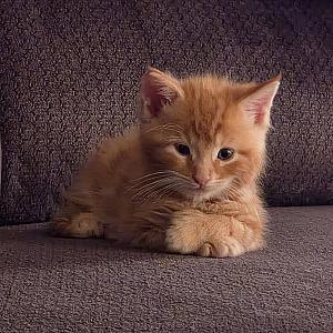 BEAUTIFUL MAINE COON MIX KITTENS!