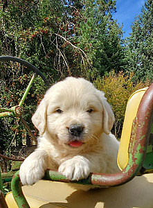AKC ENGLISH CREAM GOLDEN RETRIEVER PUPPIES