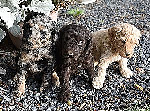 CKC REG. SMALL STANDARD POODLES 