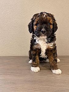 F1BB AUSSIEDOODLE PUPPIES