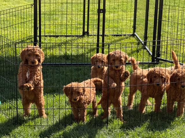 F1BB GOLDENDOODLE PUPPIES