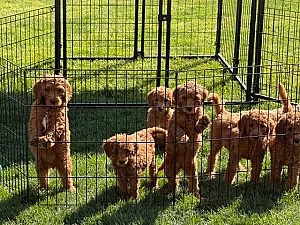 F1BB GOLDENDOODLE PUPPIES