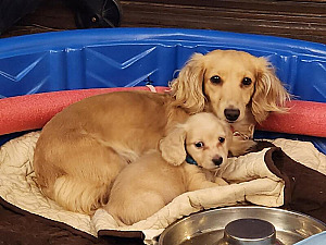 BEAUTIFUL LONG HAIR CREAM MINIATURE DACHSHUND PUPPIES