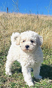 MINIATURE SCHNOODLE PUPPIES READY 