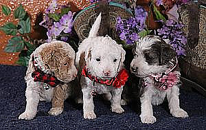 MINIATURE AUSSIE DOODLE PUPPIES 