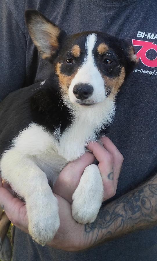 SAVED THE BEST FOR LAST! FEMALE PEMBROKE CORGI PUPPY