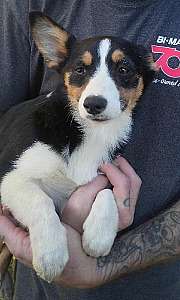 SAVED THE BEST FOR LAST! FEMALE PEMBROKE CORGI PUPPY