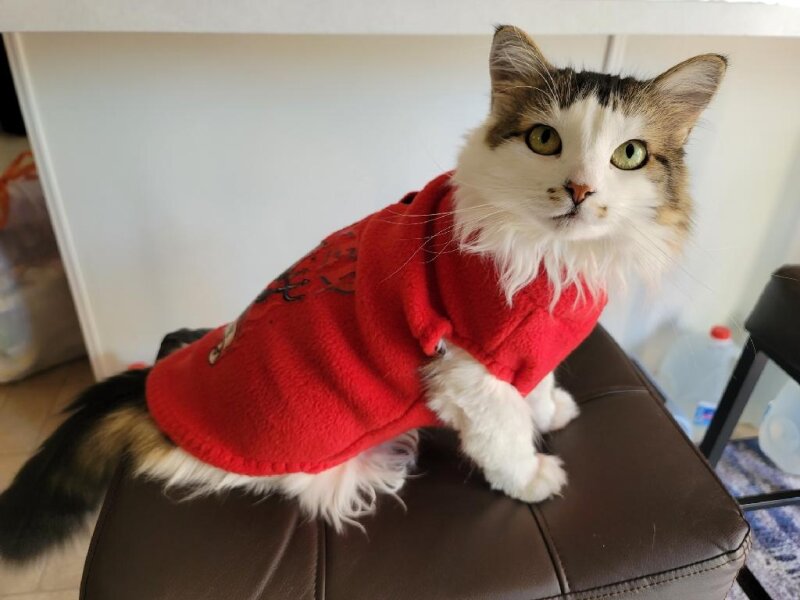 PET CLOTHING SALE